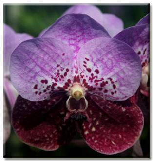 Seedling sale Free USA ship Vanda Madame Rattana Sampran brown orchid plant 