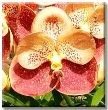 Vanda Thai Spots X Suksamran Spots ( Yellow Red Spots Flower) - Orquidário  Dona Vanda